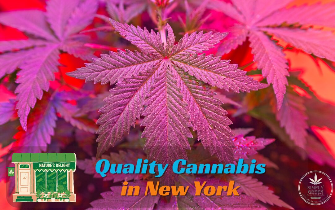 quality cannabis in new york