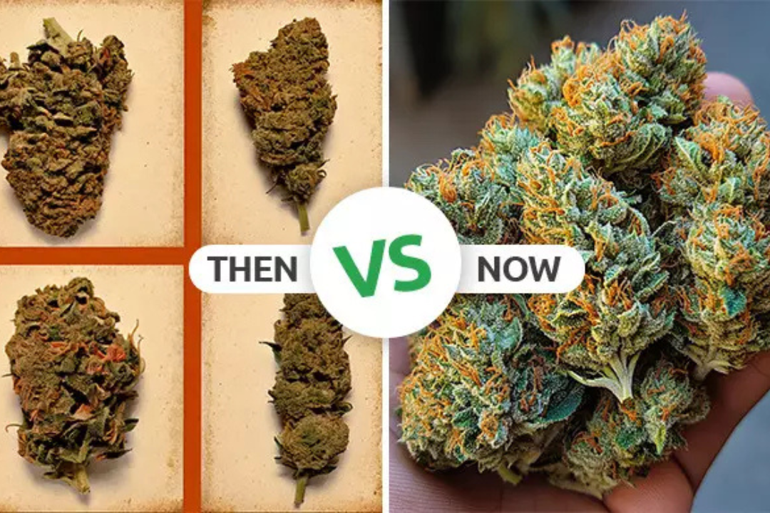 top cannabis strains to stock Up on