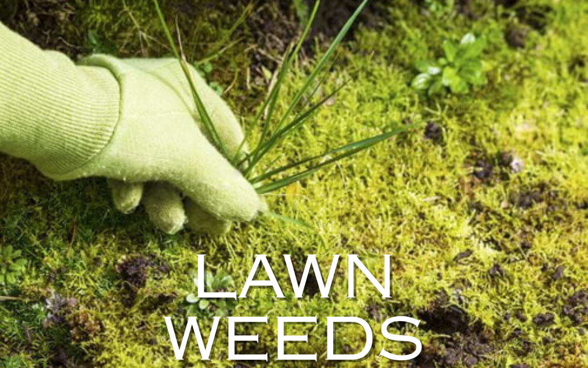 Lawn weeds
