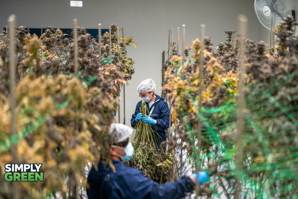 how to use marijuana responsibly